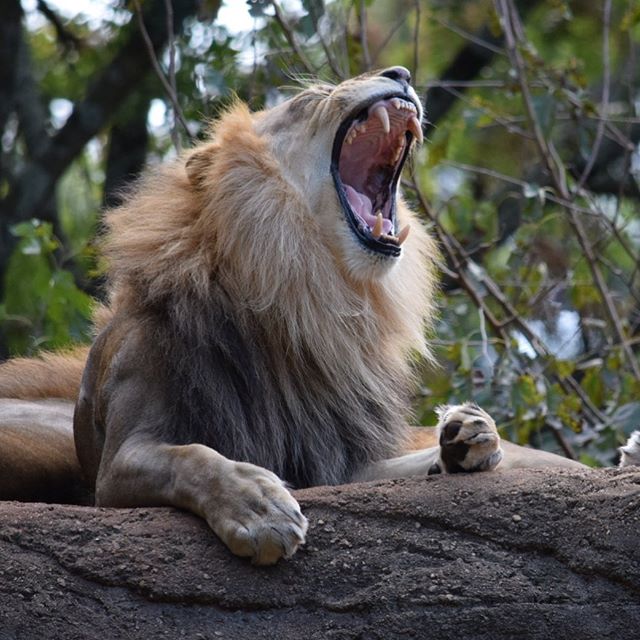 #zooatlanta #family #lions #travel