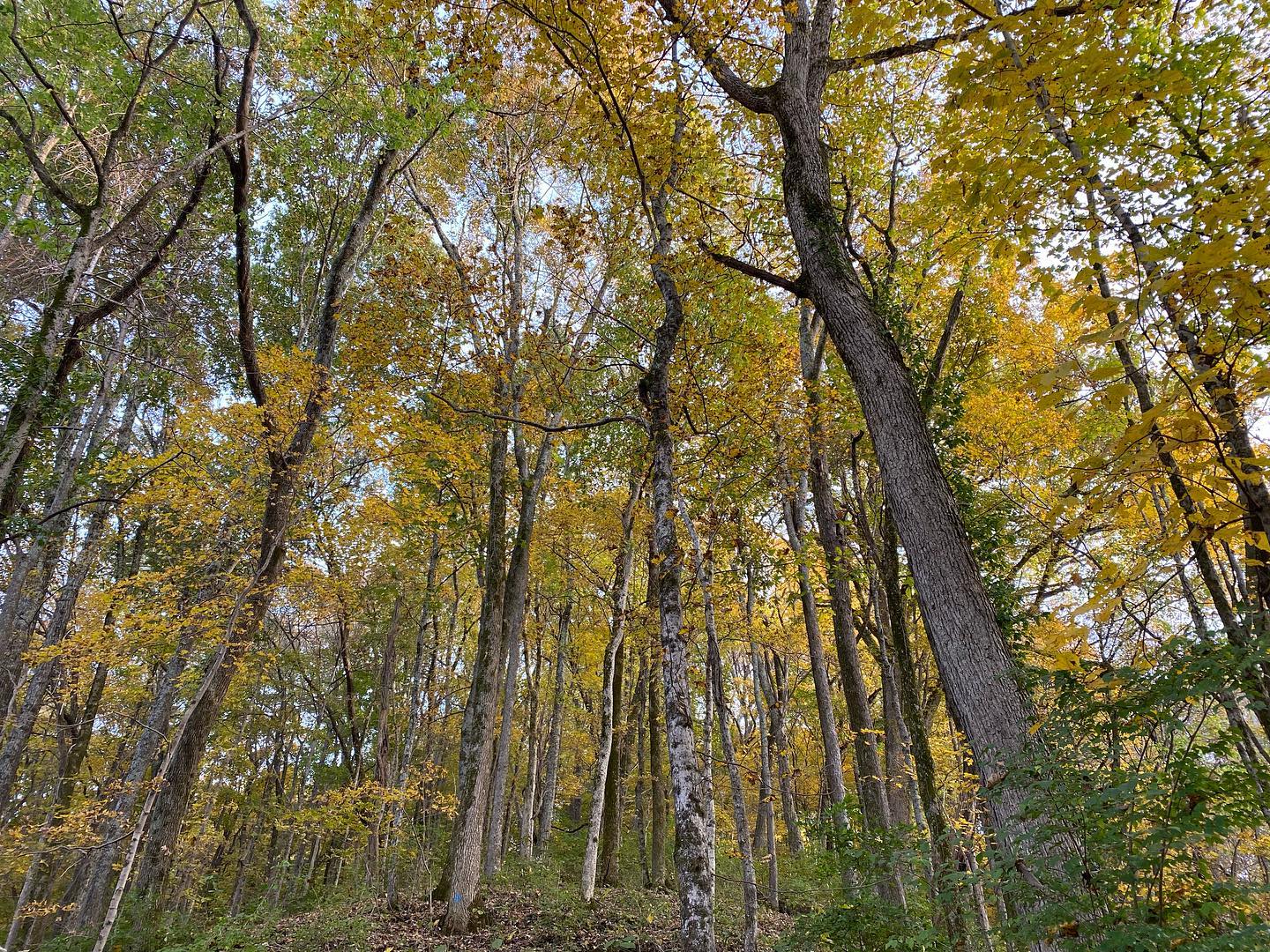 Did 8-miles on Percy Warner trails today and God’s handiwork was on full display.